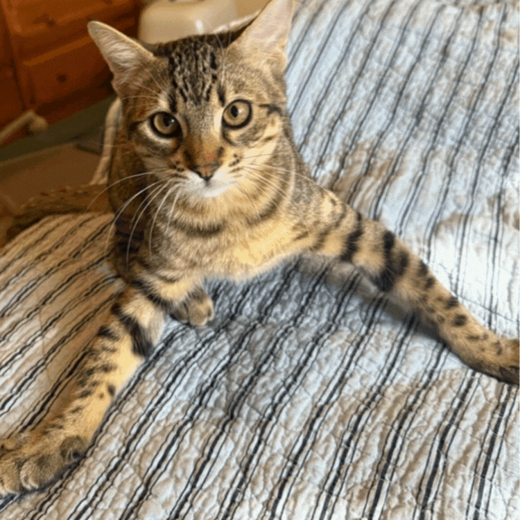 Meet Teddy, a young male Domestic Short Hair with a playful and social personality. 