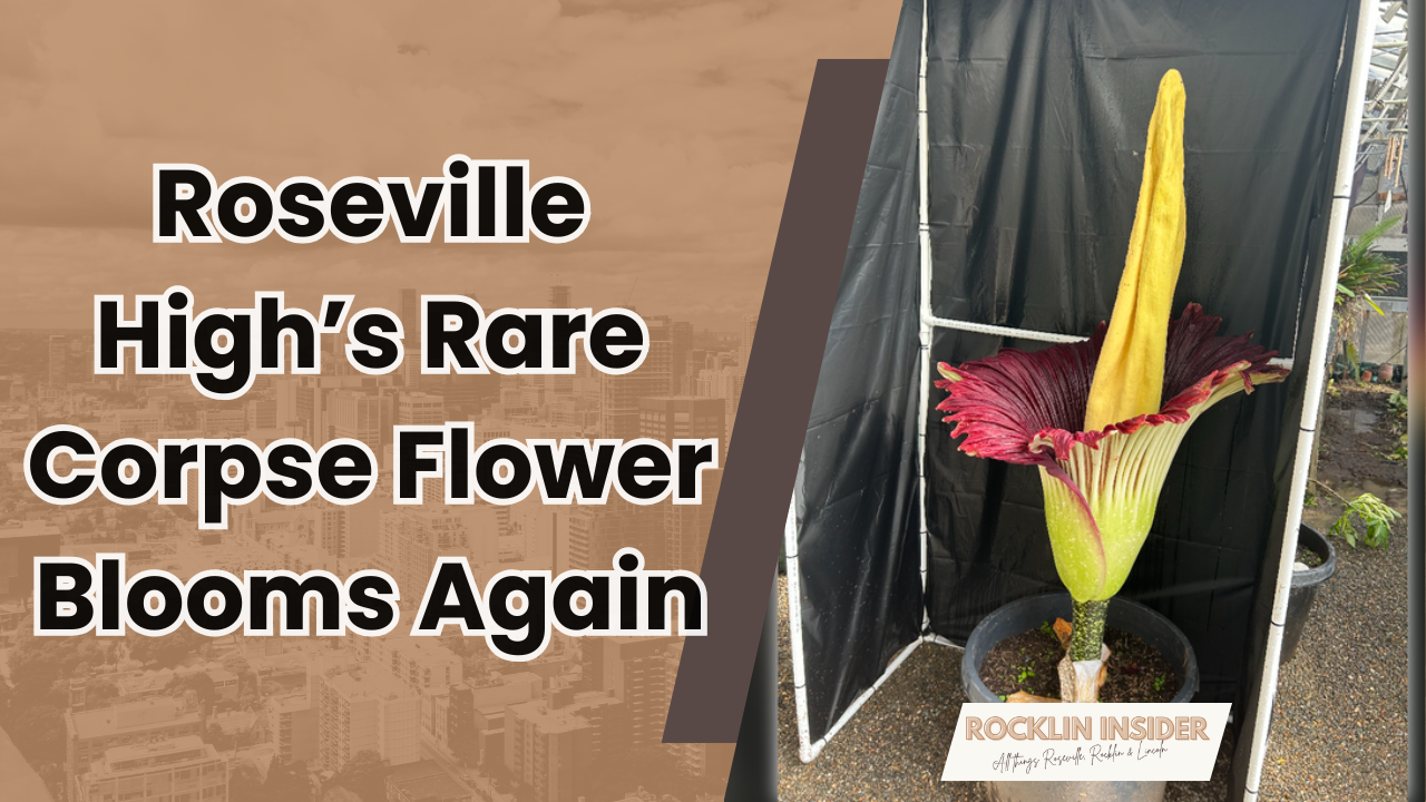 Roseville High’s Rare Corpse Flower Blooms Again