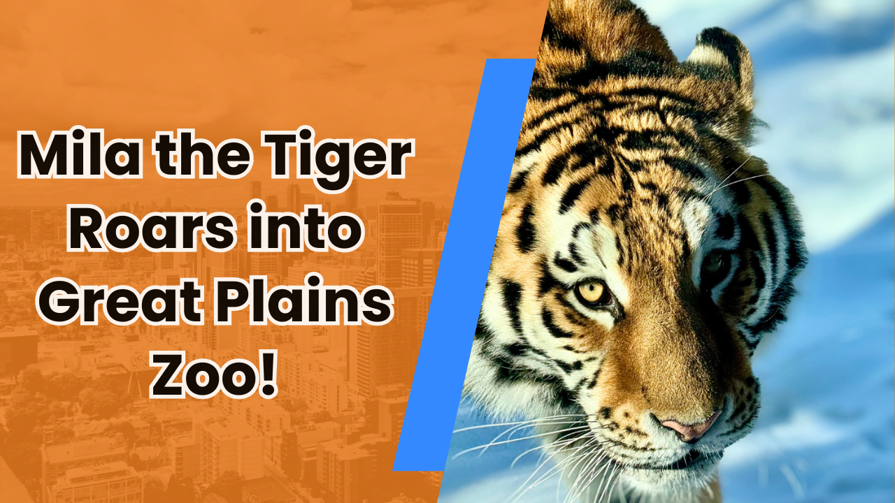 🐯 Mila the Tiger Roars into Great Plains Zoo!