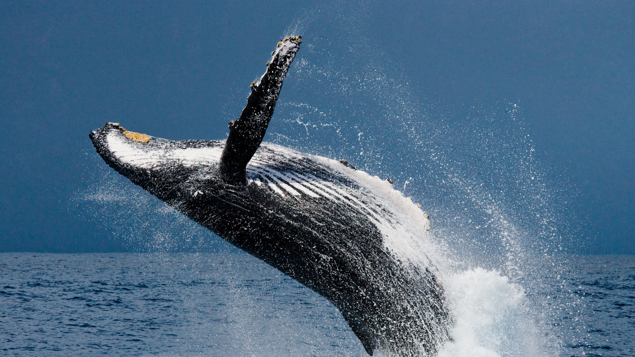 🐋 Humpback Whales Put on Epic Show for Newport Passengers