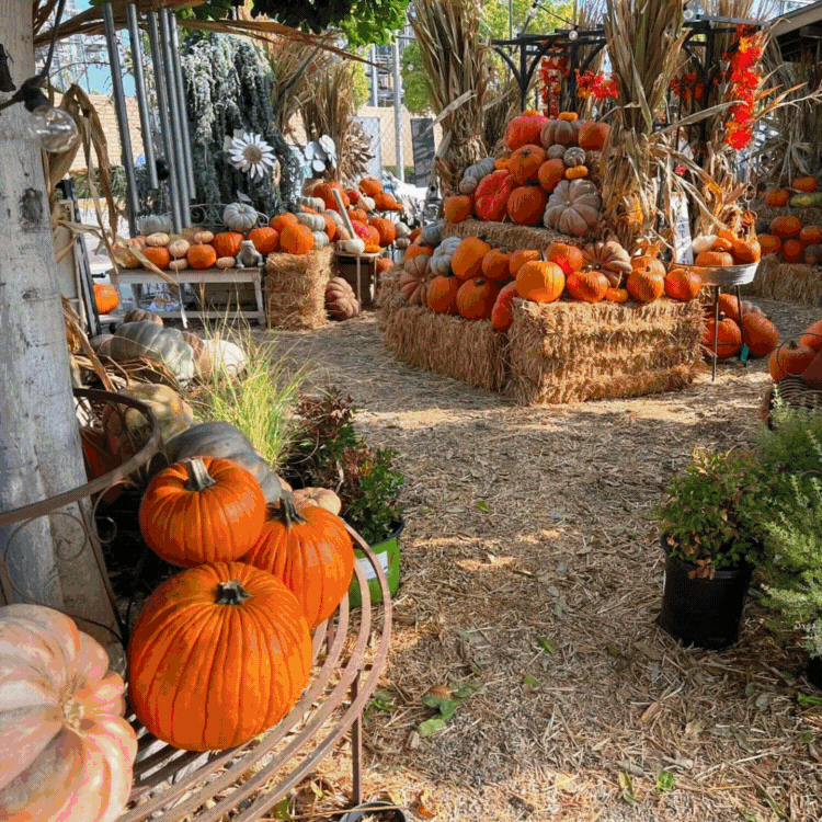 🌿 A Little Paradise for Plant Lovers