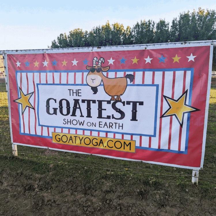 🐐 Stretching With Surprise Guests