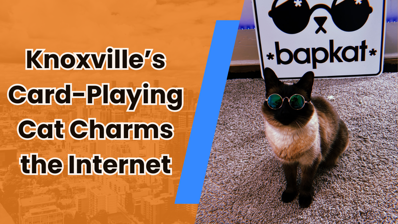 🐾 Knoxville’s Card-Playing Cat Charms the Internet