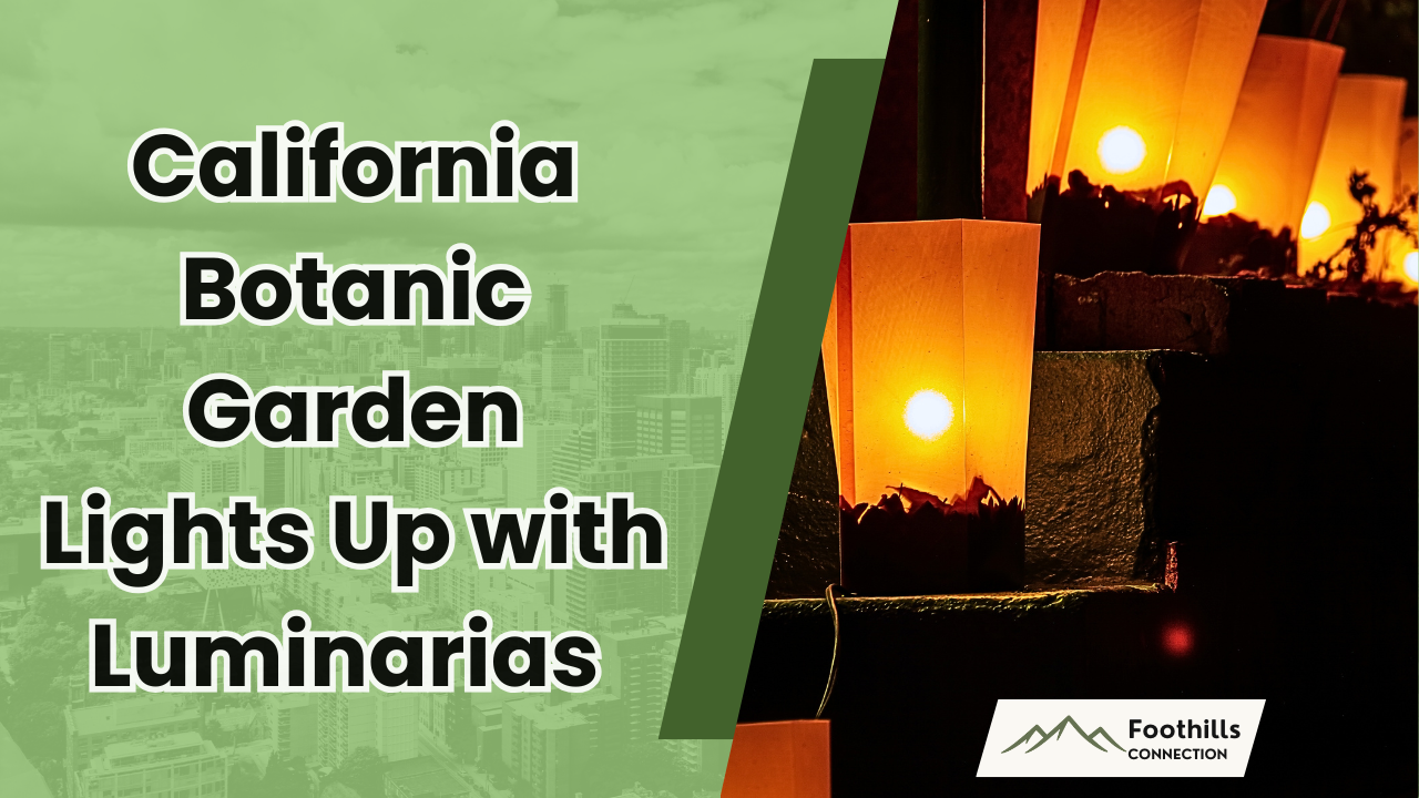 🏮 California Botanic Garden Lights Up with Luminarias