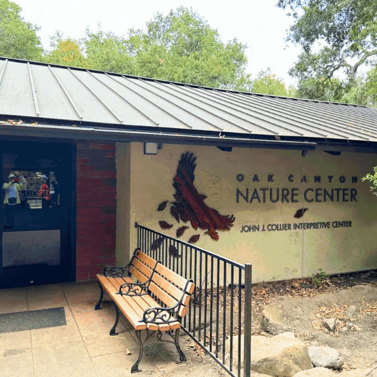 🌿 A Hidden Pocket of Peace